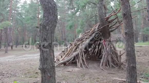 松树林里的一小撮木头视频的预览图