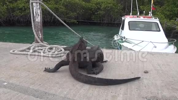 两只加拉帕戈斯鬣蜥在海的背景和船在圣克鲁斯岛视频的预览图