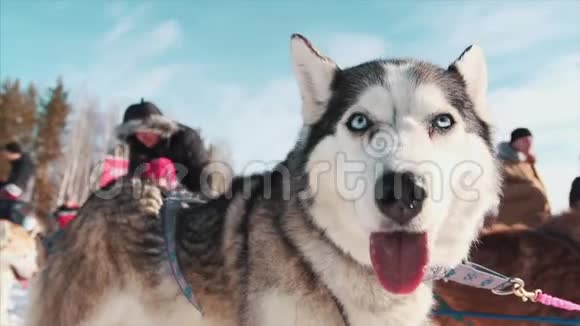 户外西伯利亚犬的肖像录像高贵的雪橇犬楚奇哈士奇犬类的特写镜头视频的预览图
