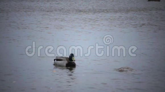 海鸥很快飞到水里在鸭子身上挑选食物动作很慢视频的预览图