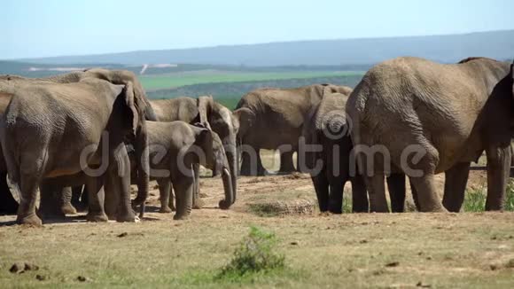 阿多大象国家公园里的一大群大象视频的预览图