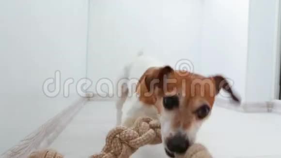 有趣的狗玩积极抵制拉绳视频的预览图