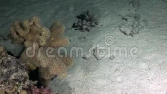 赤海海底常见的鱼科视频的预览图