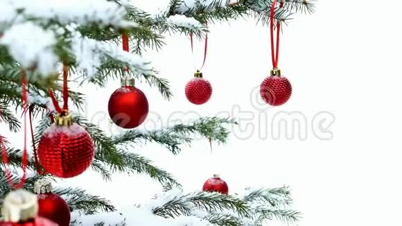 在白雪覆盖的松树枝上悬挂着红色的圣诞宝贝球视频的预览图