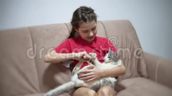坐在沙发上和猫玩的女孩女孩儿与室内猫的友谊视频的预览图