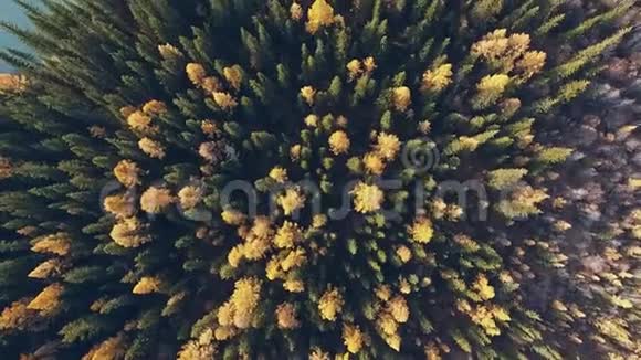 与山河平行的黄色针叶林带视频的预览图
