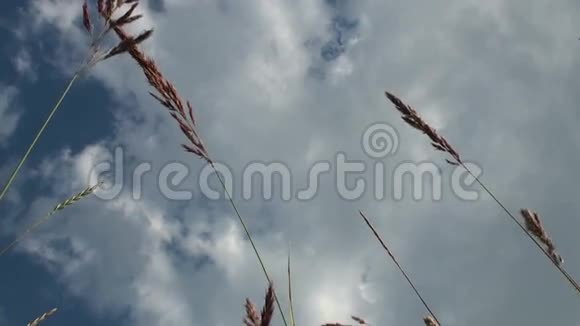 草地和天空视频的预览图