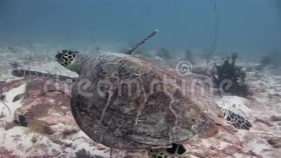 马尔代夫深海海底的绿海龟视频的预览图