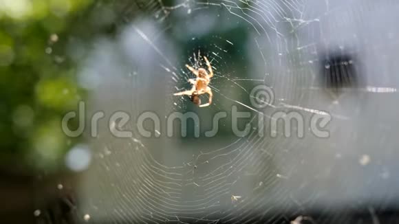 蜘蛛在阳光下吃猎物蜘蛛在蛛网特写镜头捕捉昆虫阿拉尼在中心等待猎物视频的预览图