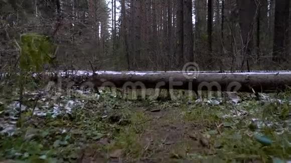 路径上倒下的树的视频视频的预览图