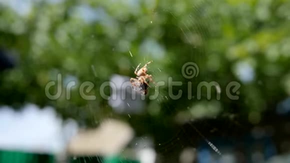 花园里的蜘蛛在露天捕猎猎物蜘蛛在网上捕食猎物变成阳光蜘蛛在空中捕捉昆虫视频的预览图