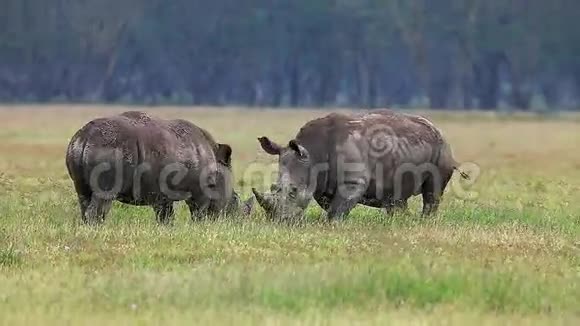 白犀牛青年战斗肯尼亚的纳库鲁公园视频的预览图