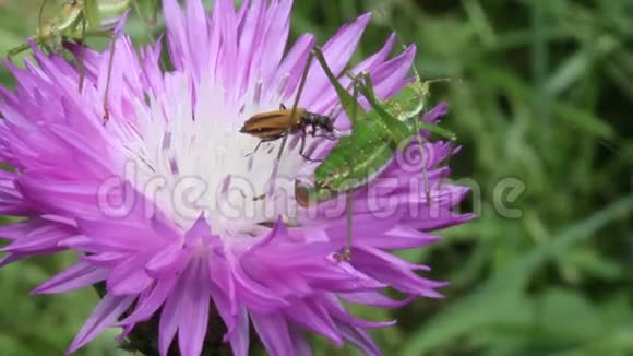 甲虫和绿虫吃花蜜矢车菊视频的预览图