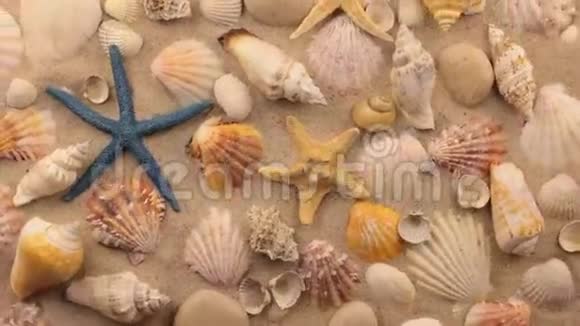 贝壳海星和沙石的旋转视频的预览图