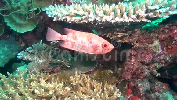 马尔代夫海底清澈海底背景下独特的石斑鱼视频的预览图