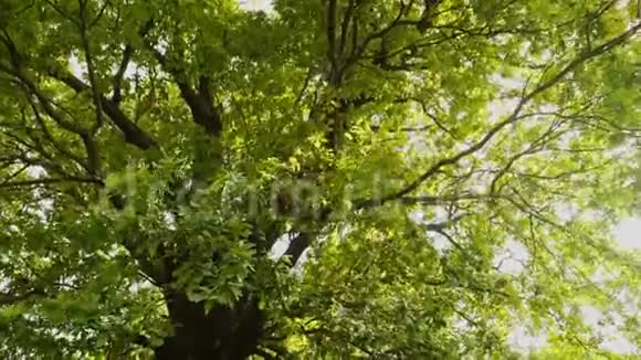 阳光美丽地穿过树叶视频的预览图