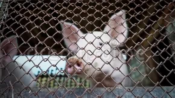 两只小白猪窝在猪舍里小猪窝在金属网后面养猪场视频的预览图