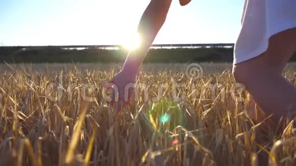 雌手摸着田野里的一颗金色的麦子女孩的手臂在草地上抚摸黑麦太阳耀斑的背景慢慢视频的预览图