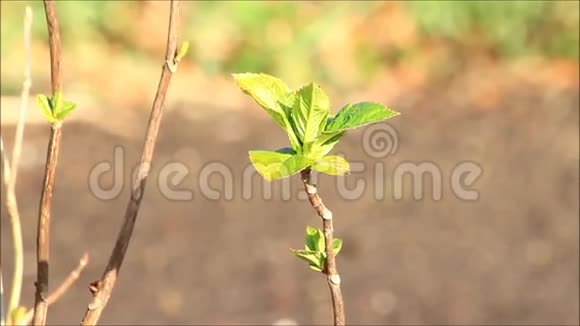 春天生长的树枝视频的预览图