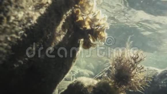 在岩石的水下缓慢的海藻视频的预览图