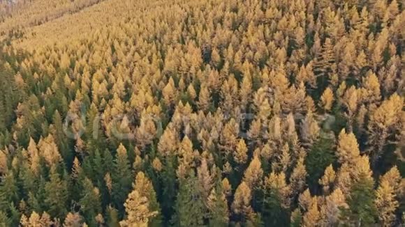 高原的秋天树上有黄色的树针叶林茂密视频的预览图