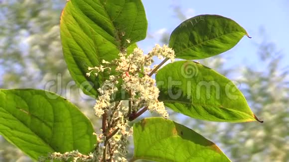 日本结缕草和日本落缕草是一种入侵性和扩张性的危险植物叶子和果实来自亚洲视频的预览图