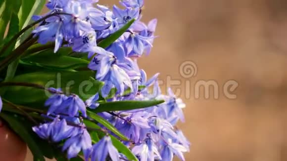 第一春花蓝雪滴在树林里美丽的春花在野外视频的预览图