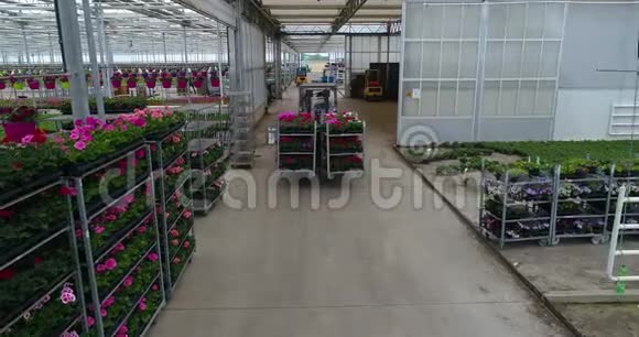 装载机把五颜六色的花放在温室里在温室里种花在工厂里种花视频的预览图