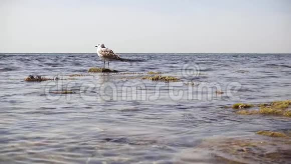 在海水的岩石上缓慢移动一只海鸥视频的预览图
