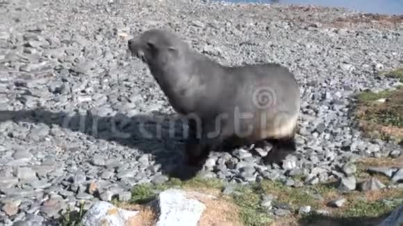 在福克兰群岛海滩上寻找母亲的新生儿海豹视频的预览图