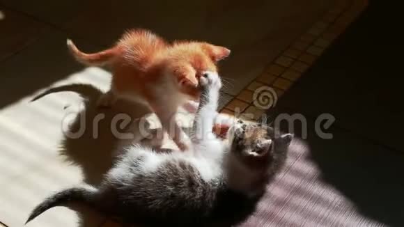 两只小猫互相玩摔跤小猫视频的预览图