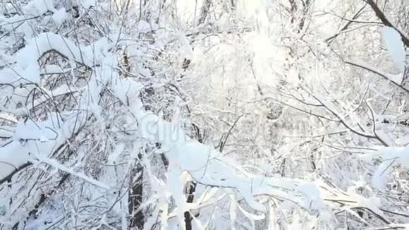 冬天的树林背景树枝在阳光下覆盖着雪视频的预览图