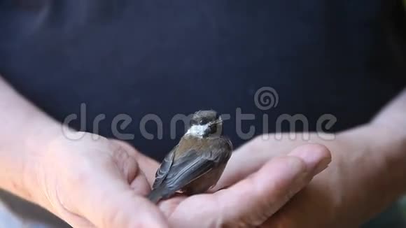 复苏的鸟视频的预览图