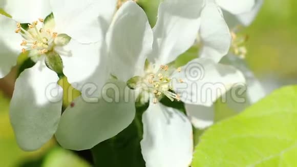 开花苹果树在风中射出的白色花朵视频的预览图