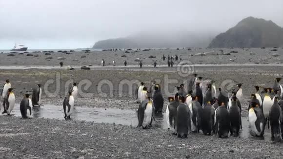 南极洲山脉和船只背景的重要企鹅群视频的预览图