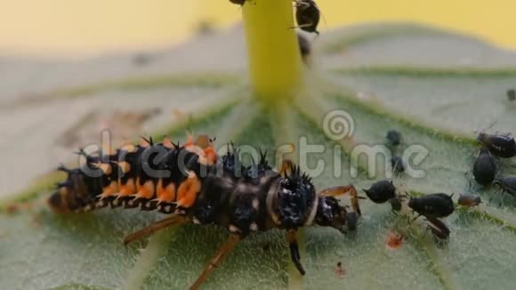 哈莉金瓢虫幼虫食蚜虫视频的预览图