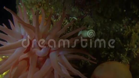 在阿拉斯加海洋水下的精致的粉红色鱼视频的预览图