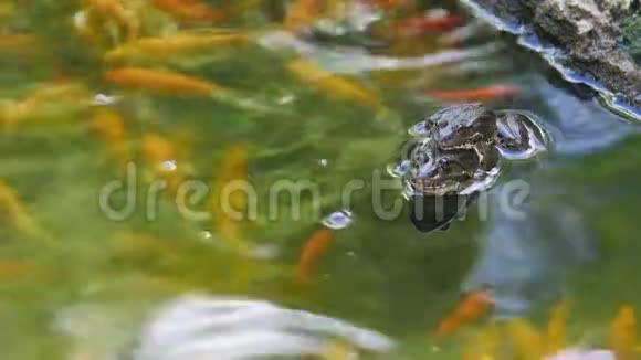 交配季节池塘里的两只沼泽青蛙视频的预览图
