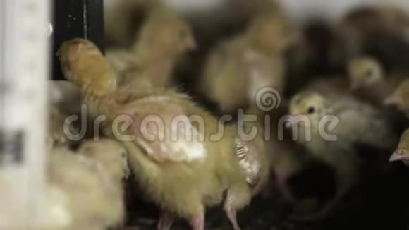 鸡群里的小鹌鹑视频的预览图