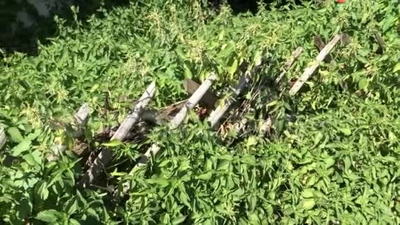 荨麻食品和药用植物草药和茶制剂视频的预览图