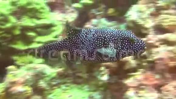 加拉帕戈斯群岛水下景观背景上美丽的鲶鱼视频的预览图
