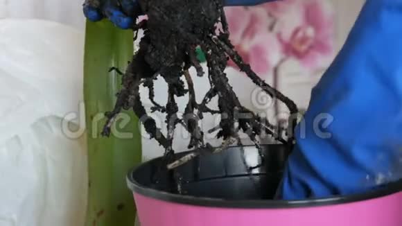 这位妇女把室内花移植到新的花盆里家花的大根视频的预览图
