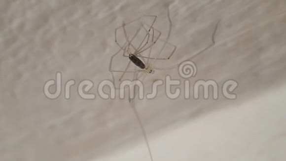 年轻的长腿蜘蛛在天花板上蜕皮的时候视频的预览图