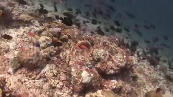 马尔代夫海洋水下背景珊瑚上的黄黑鱼流派视频的预览图