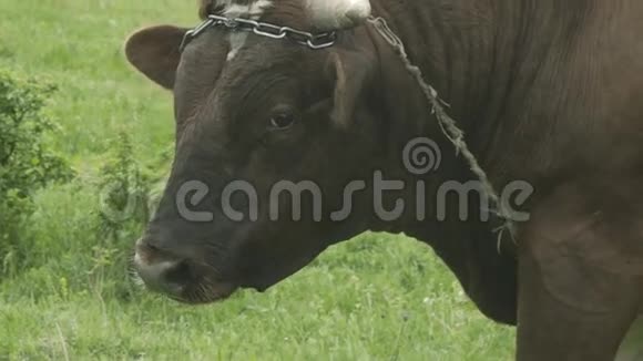 绿色草地上的小公牛视频的预览图