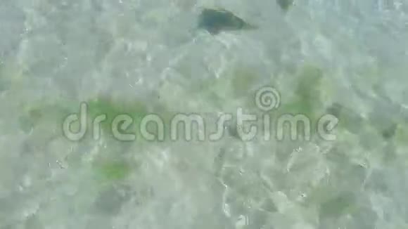 海水清澈的绿松石质地24视频的预览图