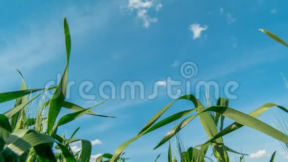 绿色的麦秆在风中飘扬时光流逝视频的预览图