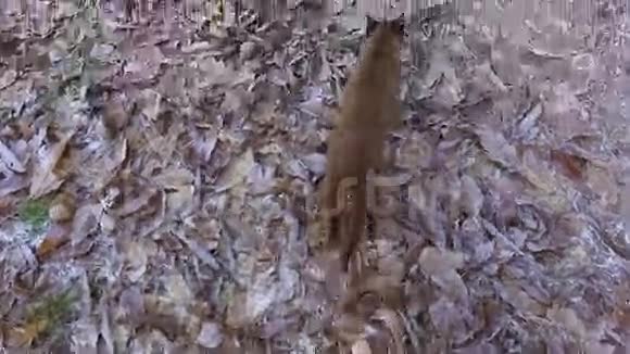 冬天跟着暹罗猫视频的预览图