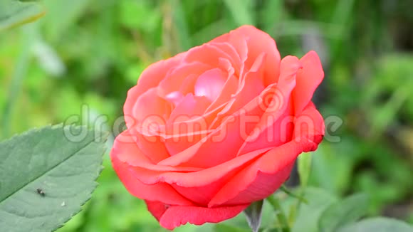 夏日绿荫模糊的红玫瑰花视频的预览图