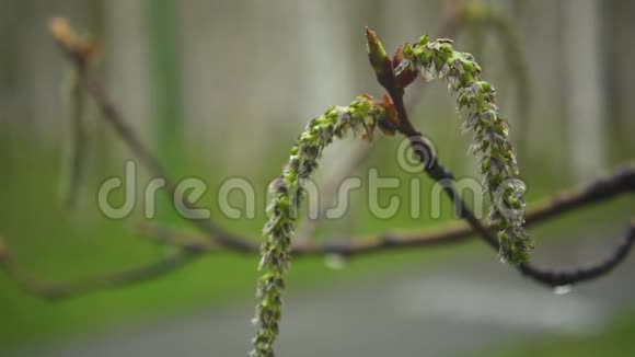 雨后白杨树的花序慢节奏视频的预览图